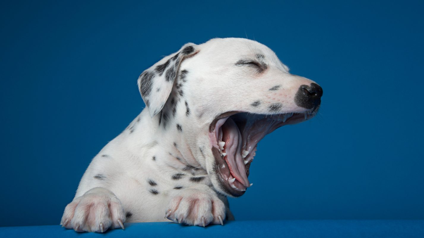 Cachorro dálmata bostezando fondo azul