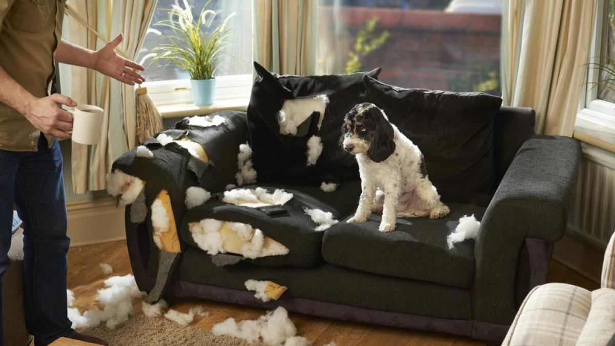 Perro travieso destroza sofá en el salón.