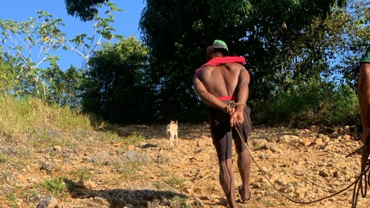 Amarran hombre acusado de robar yautías en Sabana Grande de Boyá