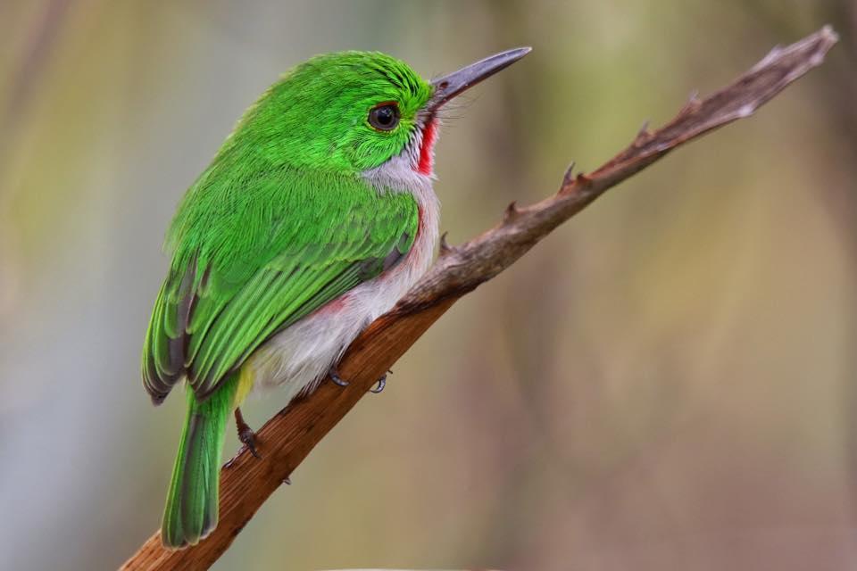 ¿Conoces el barrancolí, colorida ave que fue elegida como mascota de los Juegos Centroamericanos 2026?