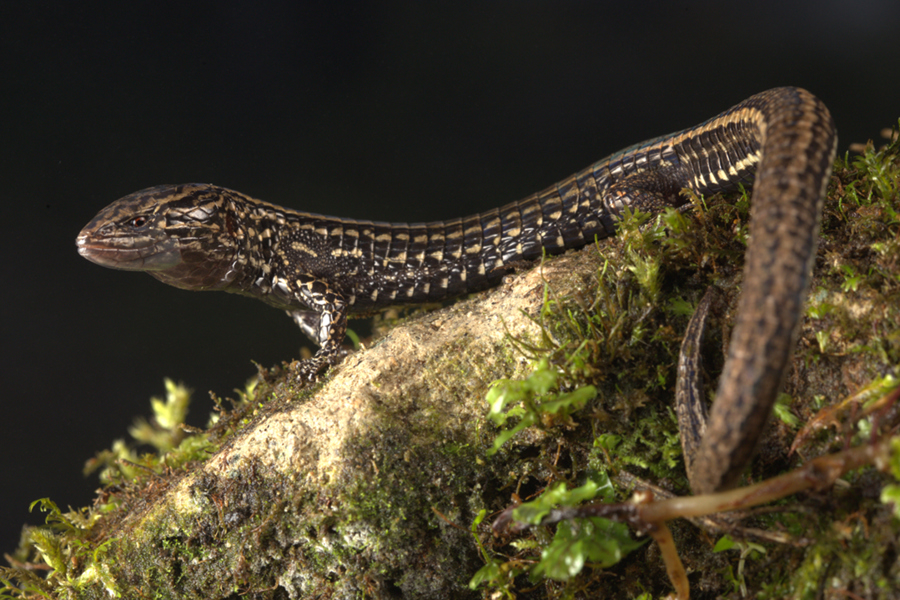 Descubren una nueva especie de lagartija en una reserva natural de los Andes peruano

#NoticiasSIN 

Amplíe detalles aquí: